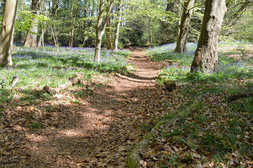 Bluebell forest trail