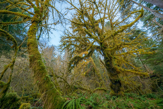 Fototapeta Trees covered in moss in a temperate Hoh Rain Forest. Olympic National Park, Washington state, USA