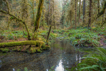 Scenic creek in the beautiful forest. Fallen logs in a forest stream. Hoh Rain Forest, Olympic National Park, Washington state, USA 