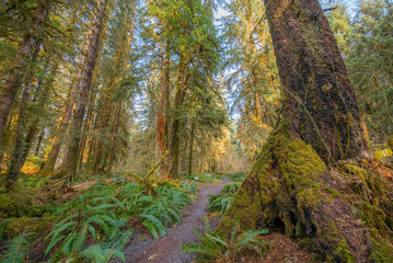 Hoh rain forest in Olympic National Park with sun shining through the trees. Washington state, USA 