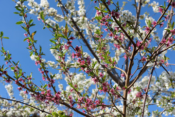 white pink cherry tree
