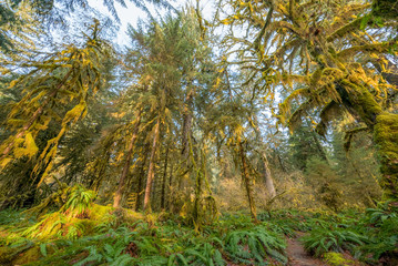 Hoh rain forest in Olympic National Park with sun shining through the trees. Washington state, USA 