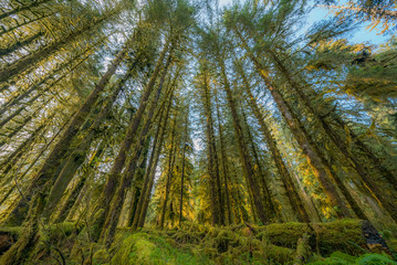 Fototapeta na wymiar Huge logs overgrown with green moss and fern lie in the forest. Hoh Rain Forest, Olympic National Park, Washington state, USA 