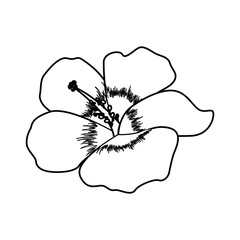 Beautiful flower ornament icon vector illustration graphic design