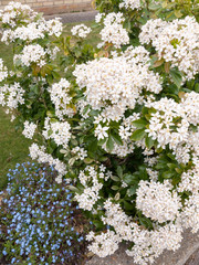 beautiful bush of bunches of white flower heads in spring light with some small blue flower heads in the bottom left corner