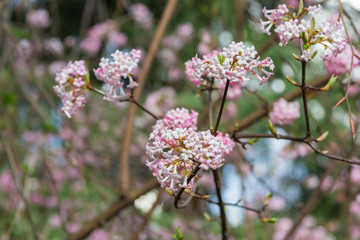 Obraz premium sakura blossom selective focus