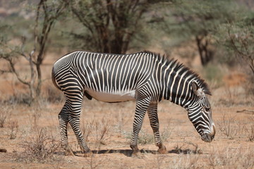 Fototapeta na wymiar Grevy Zebra
