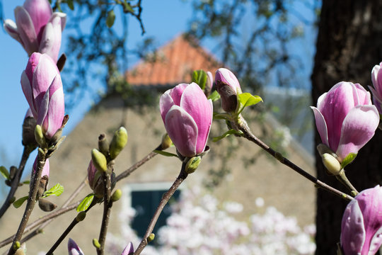 Fototapeta Spring blossom pink Magnolia stellata with big flowers