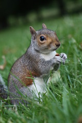 Portrait of a Western gray squirrel in the Park, the squirrel sits in the grass and eats a nut , London, UK