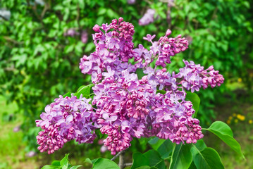 Blooming varietal selection lilac (Syrínga)