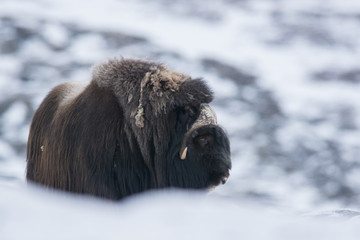 Muskox