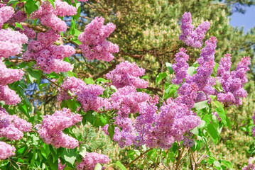 Blooming varietal selection purple lilac (Syrínga). The Sort Of "Zarya Kommunizma"