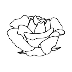 Beautiful flower ornament icon vector illustration graphic design