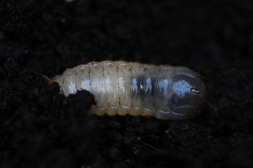 Larva di coleottero