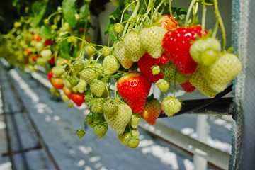Tasty organic strawberry growth in big Dutch greenhouse, everyday harvest.