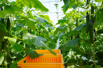 Tasty organic green cucumbers growth in big Dutch greenhouse, everyday harvest