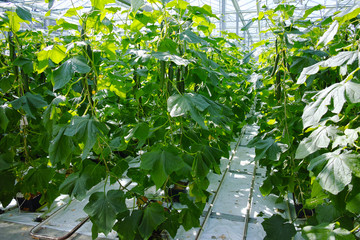 Tasty organic green cucumbers growth in big Dutch greenhouse, everyday harvest
