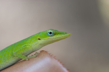 Geko resting on a leaf