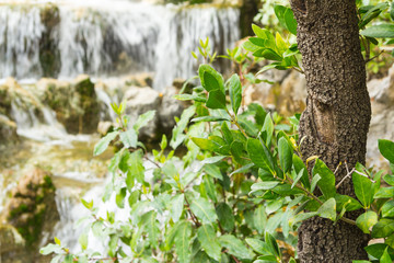 Decorative waterfall in the Botanical Garden of Genoa Italy