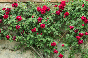 roses wall