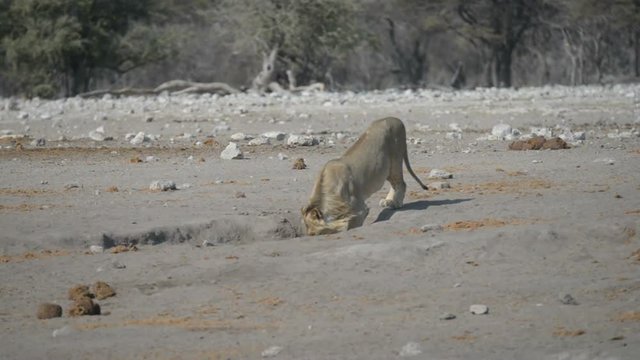 Young male Lion walking and lying down on ground hole. Wildlife safari in the Etosha National Park, Namibia, Africa.