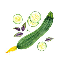Isolated watercolor squash with basil on white background