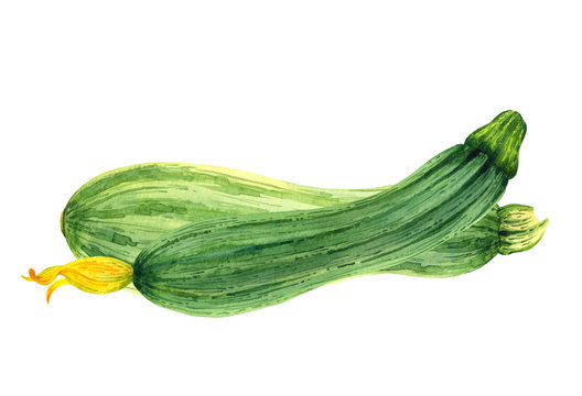 Isolated watercolor squash on white background