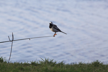 A Wagtail provides protection is on the tip of the fishing rod.