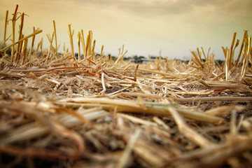 Low angle of dry grass. Global warming concept - obrazy, fototapety, plakaty