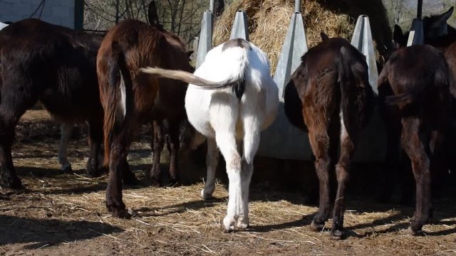 Happy Equus asinus Burro Somero Asino Ciuco Somaro Ciuccio
