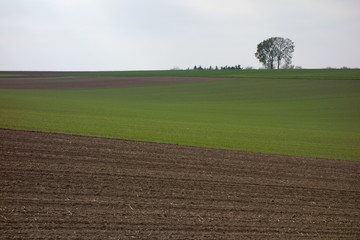 felder im frühling