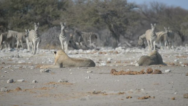 Two Lions lying down on the ground. Herd of Zebras (defocused) walking undisturbed in the background. Wildlife safari in the Etosha National Park, main tourist attraction in Namibia, Africa.