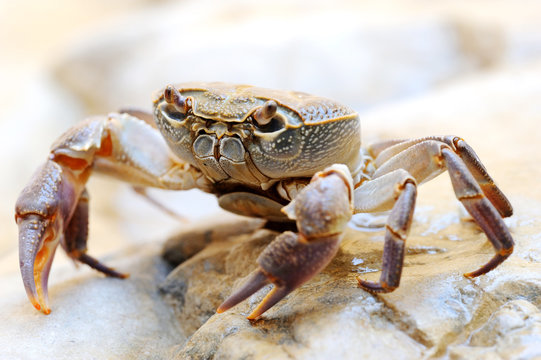 Freshwater land crab