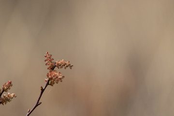 Bog Myrtle