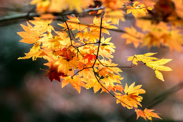 autumn  fall background