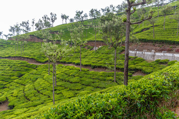 Fototapeta na wymiar Wide view of green tea plantations with trees in between, Ooty, India, 19 Aug 2016