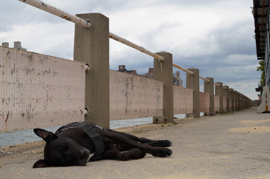 Orca The Labrabull Lieing Down 