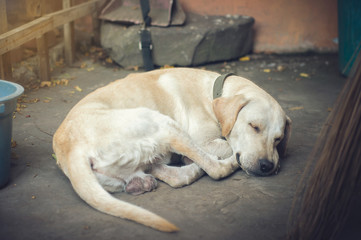 A poor Labrador sleeping on the ground. 