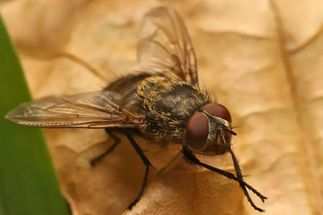 Fly on leaf