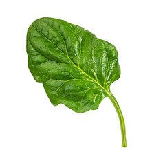 fresh spinach isolated