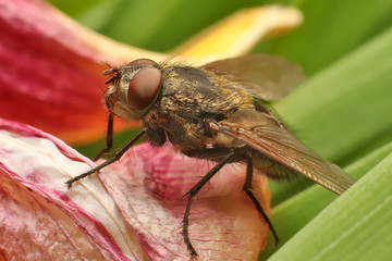 Fly on leaf