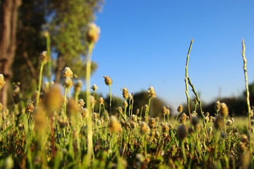 Newborn grass growing in the forest landscape