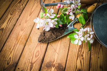 Branch of blossoming apple and garden tools on a wooden surface, close-up.