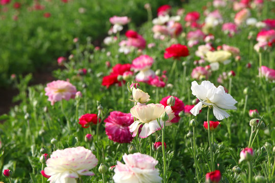 Image of beautiful pink and white spring flowers.