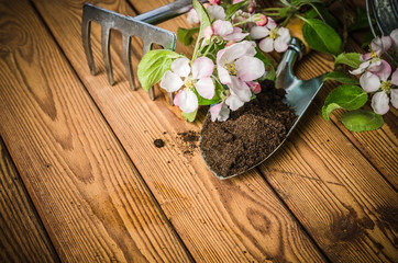 Branch of blossoming apple and garden tools on a wooden surface, close-up.