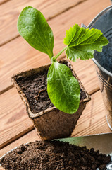 Seedlings zucchini and garden tools on a wooden surface