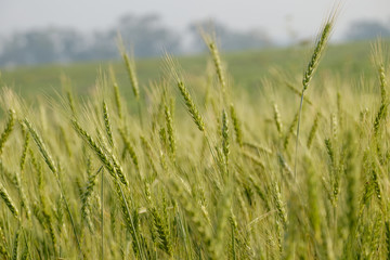 Green wheat field