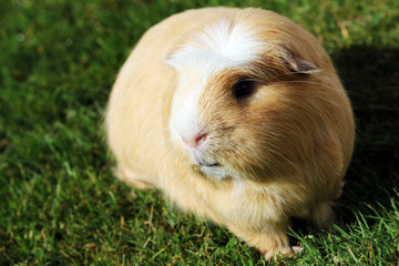 Guinea Pig