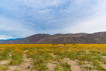 Wildflowers in mojave desert during spring super bloom.