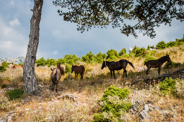 2016 Albania wild horses in their natural habitat